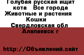 Голубая русская ищит кота - Все города Животные и растения » Кошки   . Свердловская обл.,Алапаевск г.